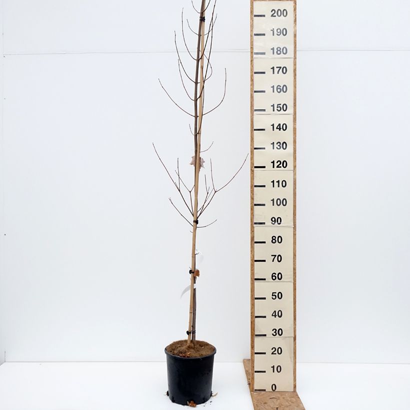 Acer rubrum Fairview Flame - Maple 7.5L/10L pot sample as delivered in autumn