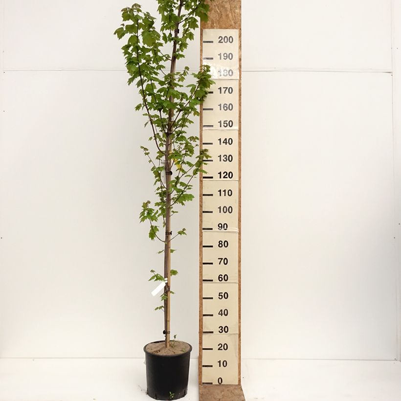 Acer rubrum Fairview Flame - Maple 7.5L/10L pot sample as delivered in spring