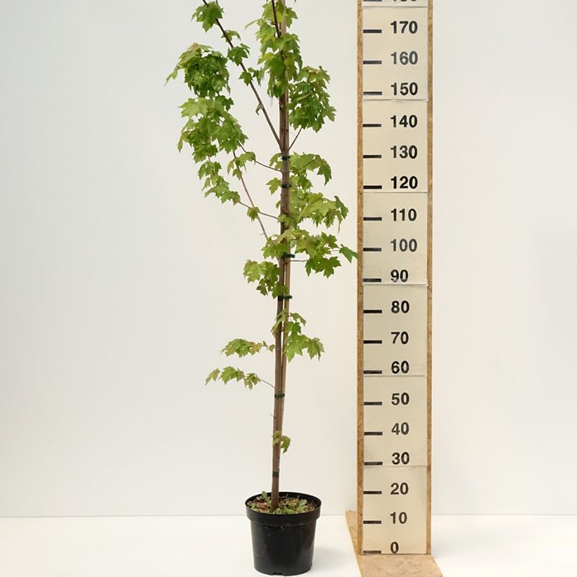 Acer rubrum Somerset - Red Maple 7.5L/10L pot sample as delivered in spring