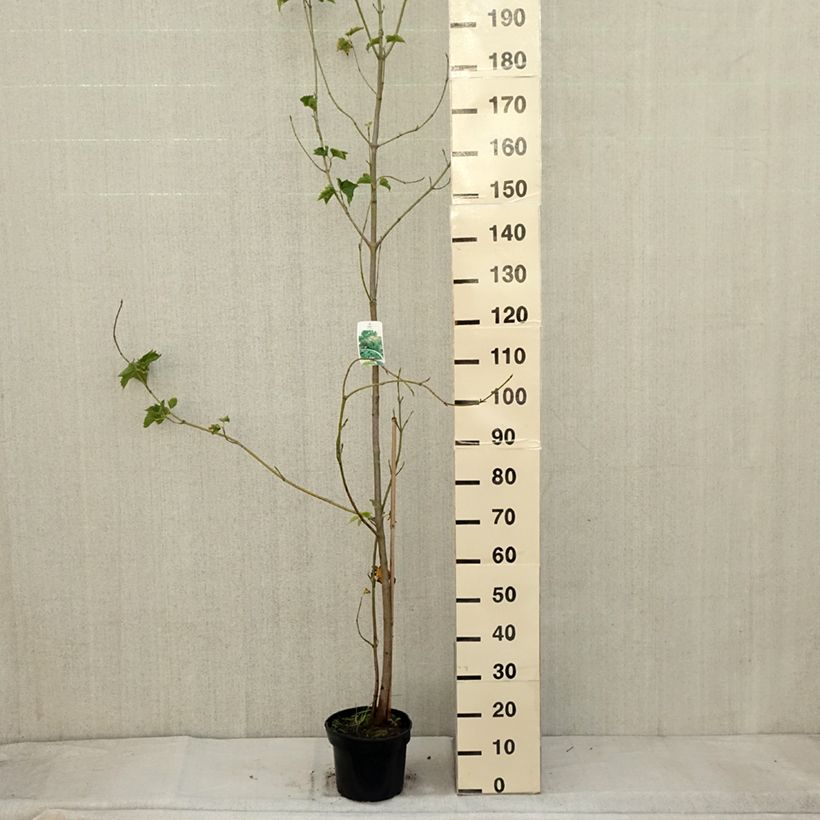 Acer rufinerve - Maple 4L/5L pot sample as delivered in autumn