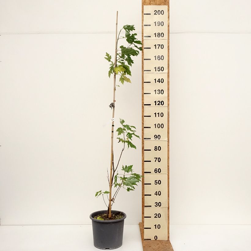 Acer saccharinum Pyramidale - Maple 7.5L/10L pot sample as delivered in autumn
