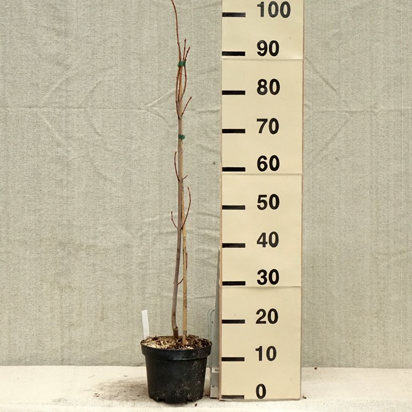 Acer saccharinum Pyramidale - Maple 3L/4L pot sample as delivered in spring