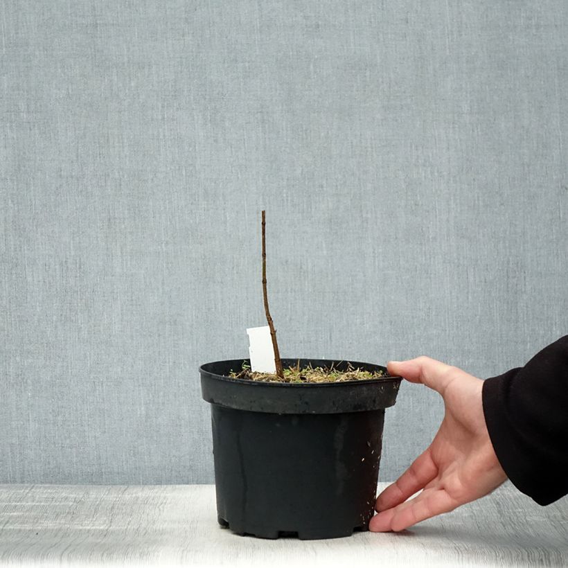 Acer saccharum - Maple 3L/4L pot sample as delivered in autumn