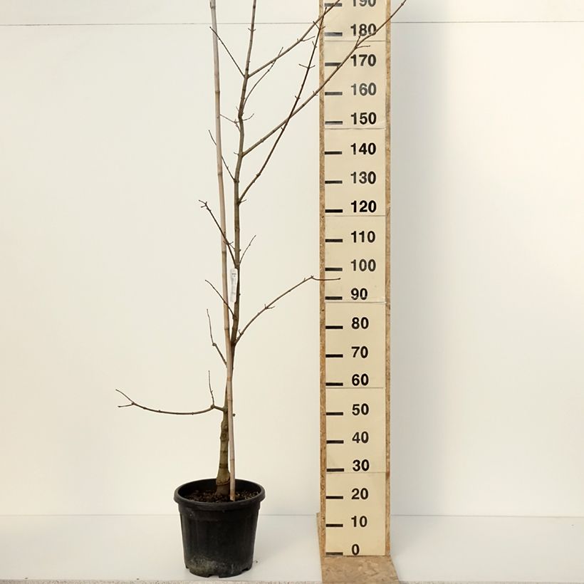 Acer x zoeschense Annae - Zoeschen Maple 7.5L/10L pot sample as delivered in winter