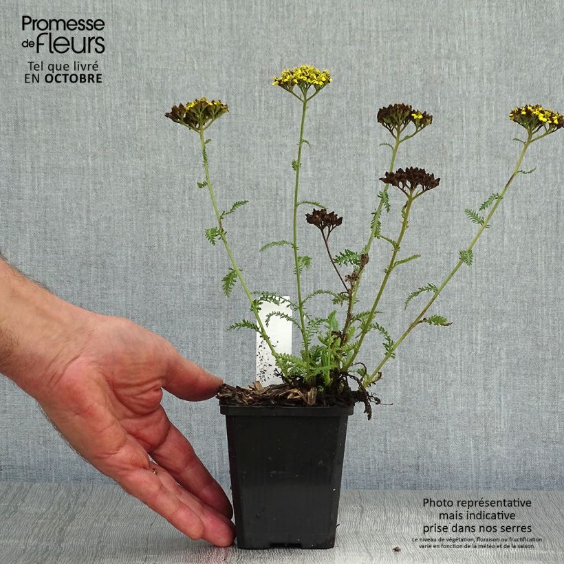 Achillea clypeolata Little Moonshine 8/9 cm pot sample as delivered in autumn