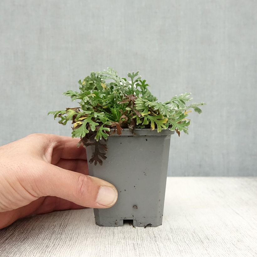 Achillea kellereri 8/9 cm pot sample as delivered in autumn