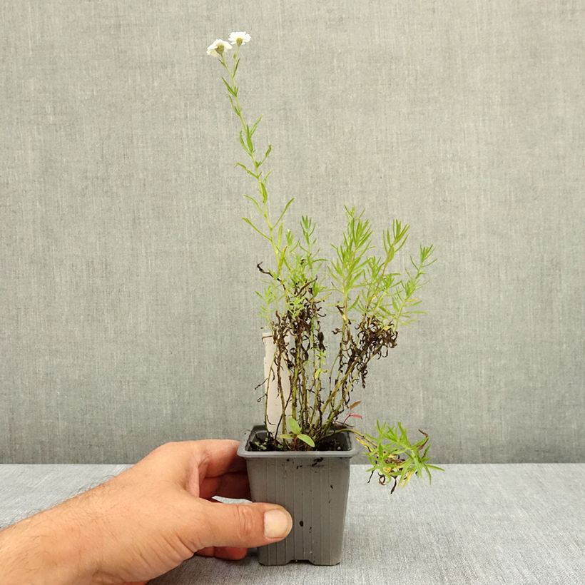 Achillea ptarmica Boule de Neige 8/9 cm pot sample as delivered in summer