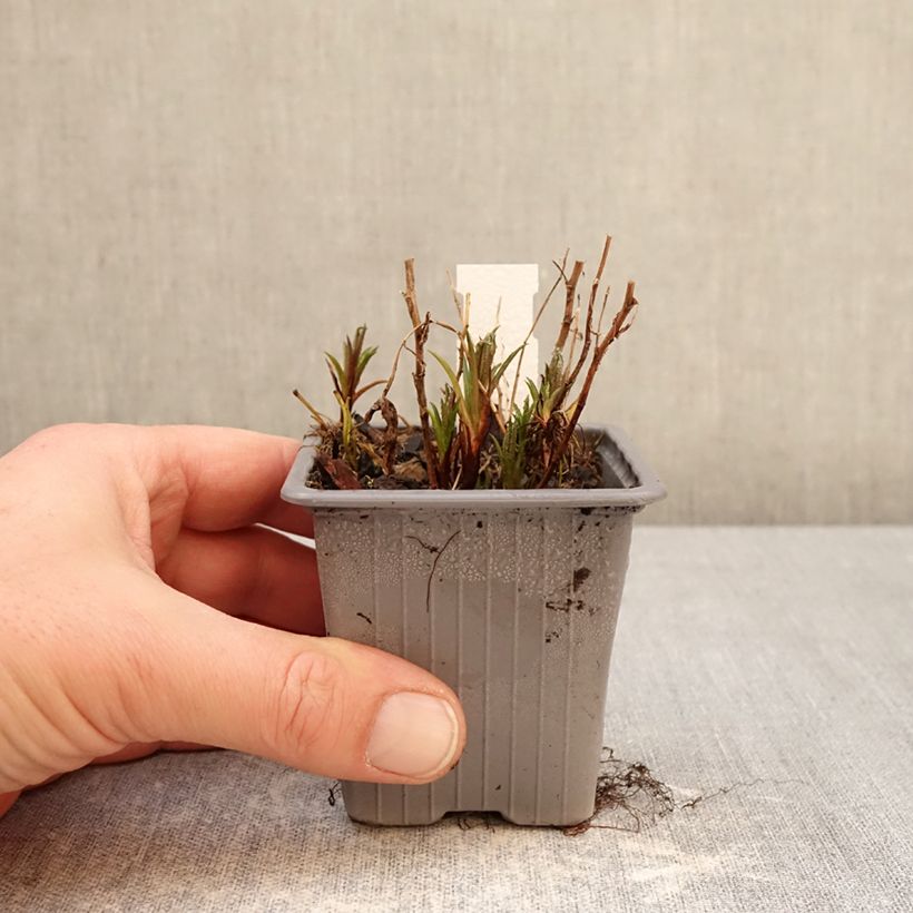 Achillea ptarmica Boule de Neige 8/9 cm pot sample as delivered in winter