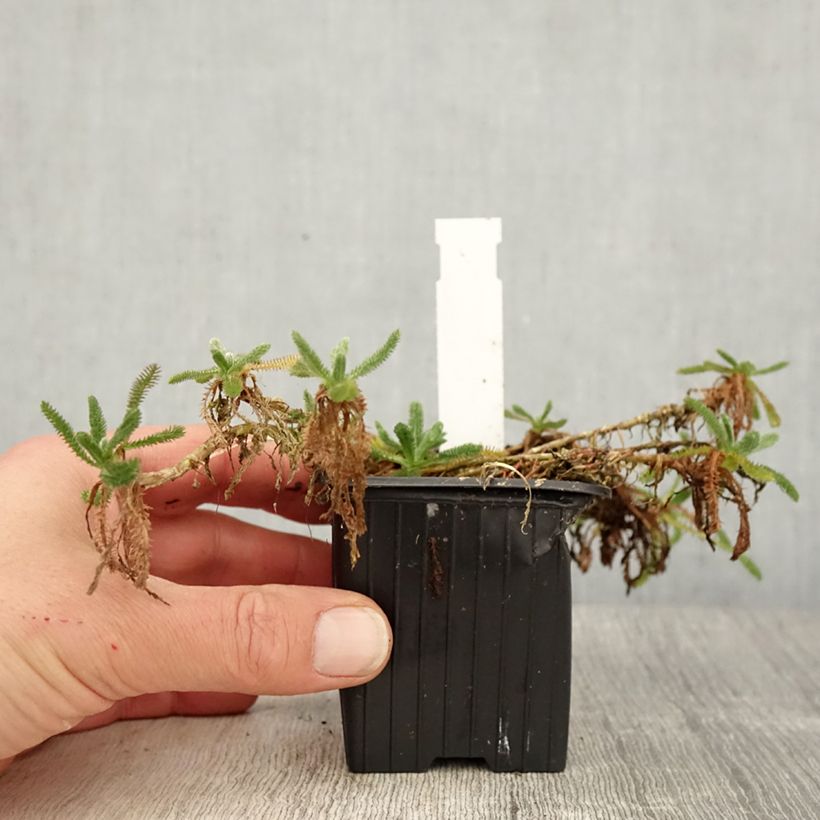 Achillea tomentosa Aurea Maynards Gold 8/9 cm pot sample as delivered in spring