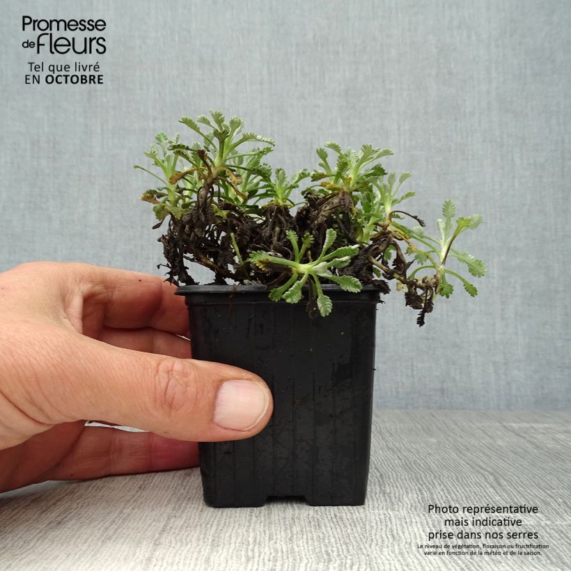 Achillea umbellata 8/9 cm pot sample as delivered in autumn