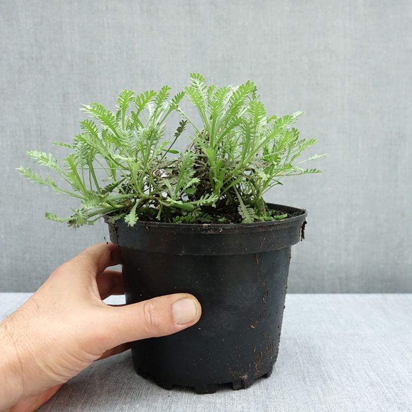 Achillea umbellata 2L/3L pot sample as delivered in autumn