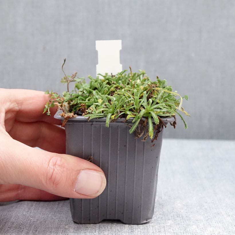 Achillea King Edward 8/9 cm pot sample as delivered in winter