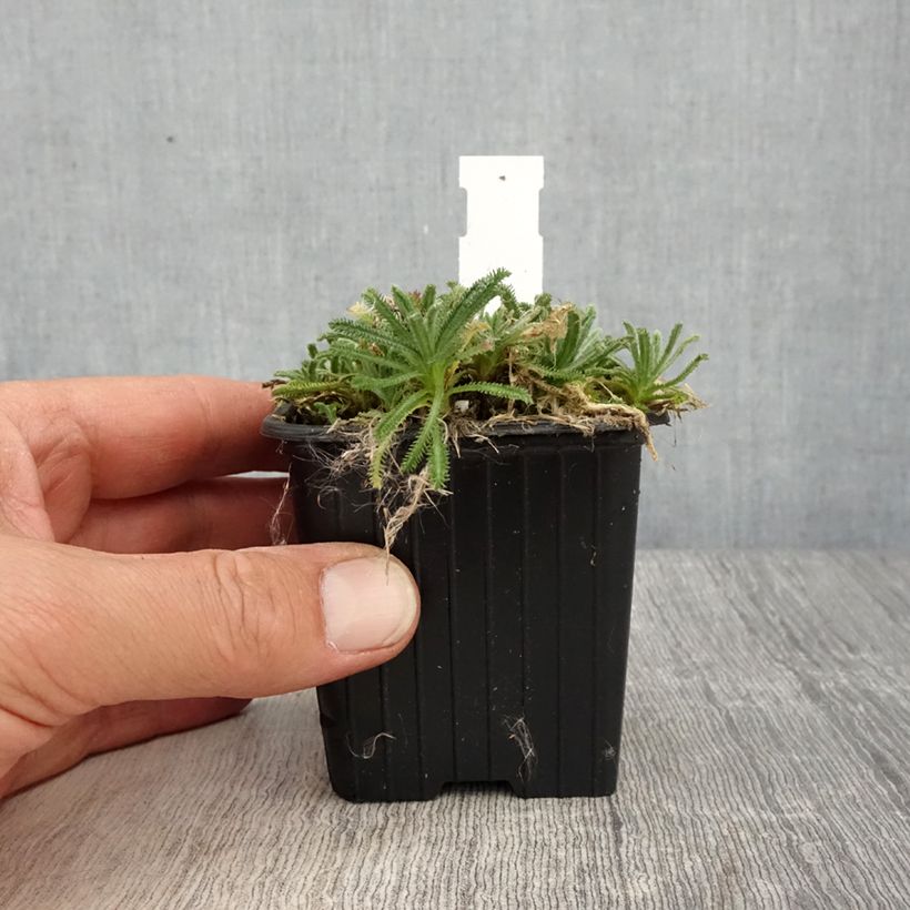Achillea King Edward 8/9 cm pot sample as delivered in spring