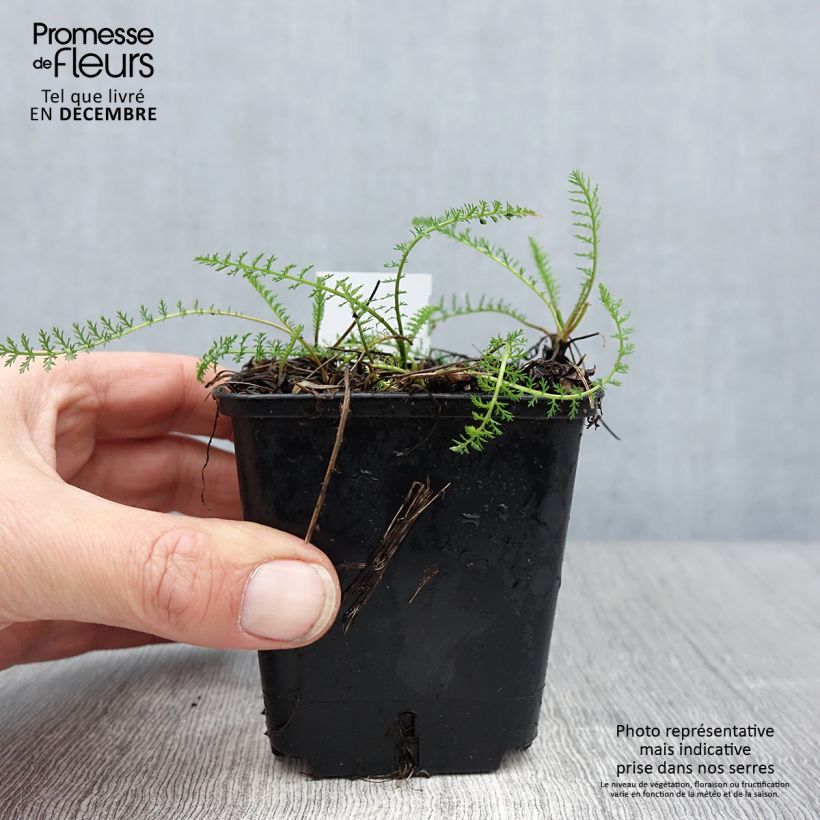 Achillea millefolium Cassis 8/9 cm pot sample as delivered in winter