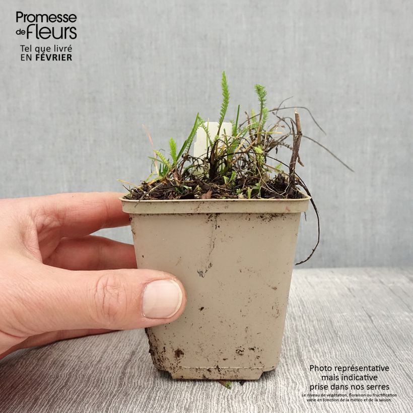 Achillea millefolium Red Beauty 8/9 cm pot sample as delivered in winter