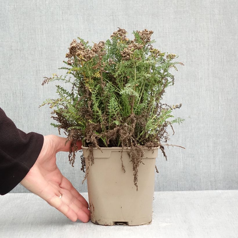Achillea millefolium Saucy Seduction 2L/3L pot sample as delivered in autumn