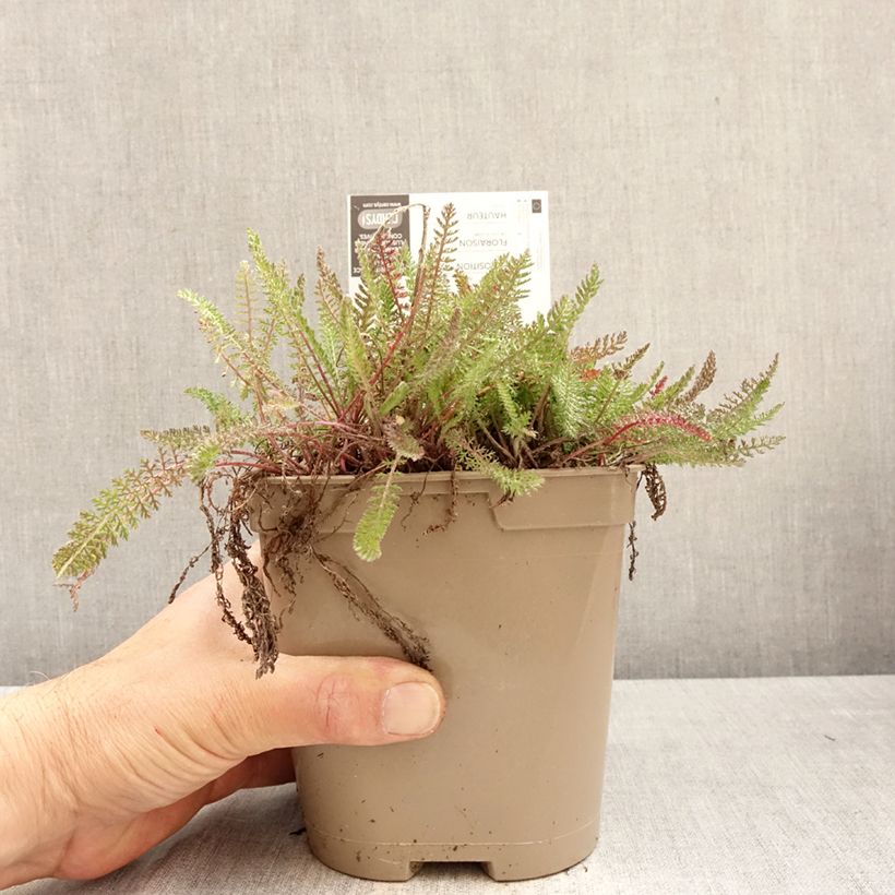 Achillea millefolium Saucy Seduction 2L/3L pot sample as delivered in spring
