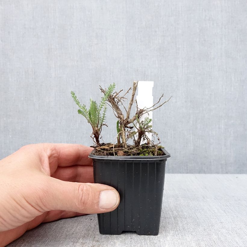 Achillea millefolium Wesersandstein 8/9 cm pot sample as delivered in spring