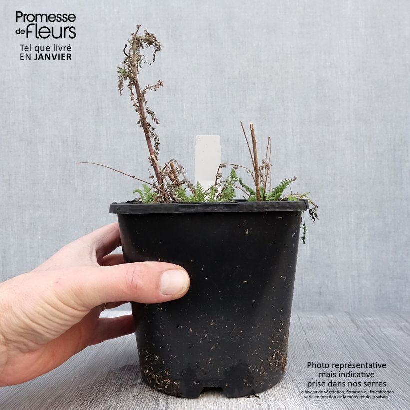 Achillea millefolium Apricot Delight 2L/3L pot sample as delivered in winter