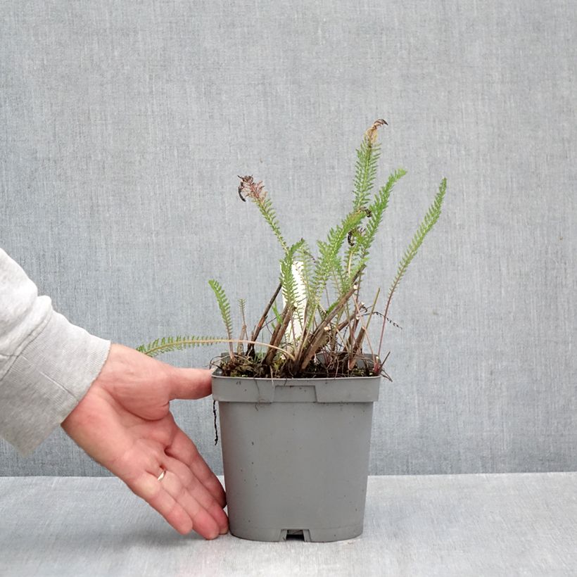 Achillea millefolium Cerise Queen 2L/3L pot sample as delivered in autumn