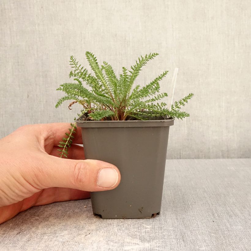 Achillea millefolium Hella Glashoff 8/9 cm pot sample as delivered in spring