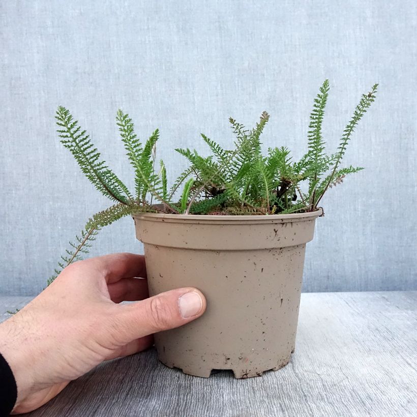 Achillea millefolium Lilac Beauty 2L/3L pot sample as delivered in spring