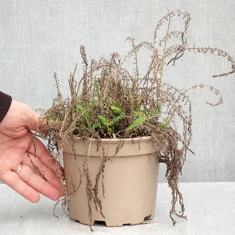 Achillea millefolium Lilac Beauty 2L/3L pot sample as delivered in autumn