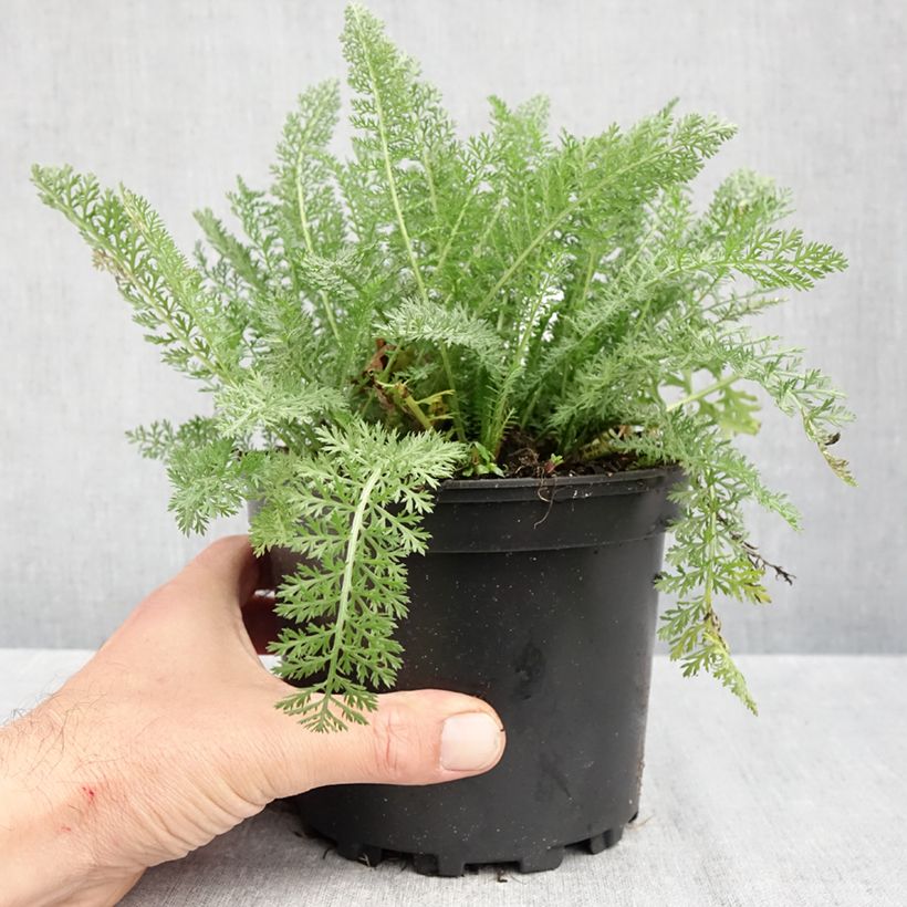 Achillea millefolium Summer Pastel 2L/3L pot sample as delivered in autumn