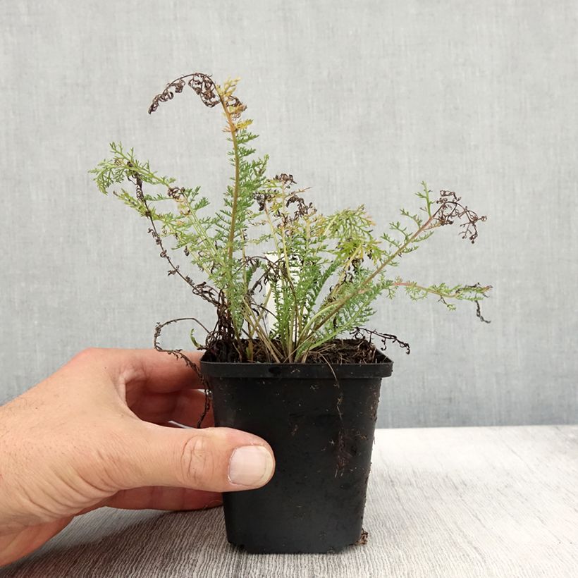 Achillea millefolium Velours 8/9 cm pot sample as delivered in autumn