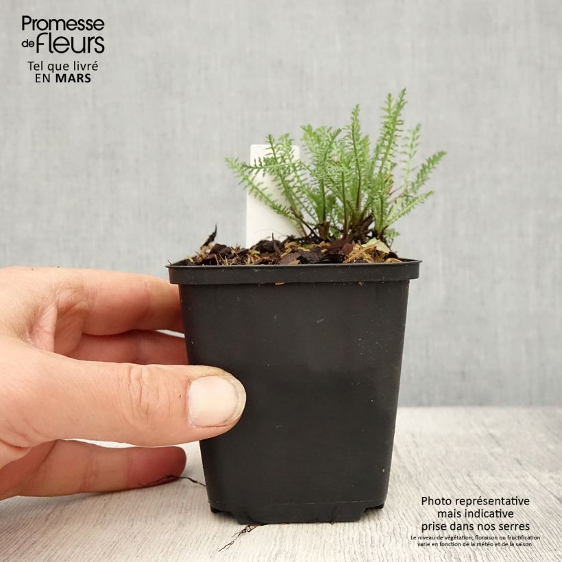 Achillea millefolium Wonderful Wampee 8/9 cm pot sample as delivered in spring