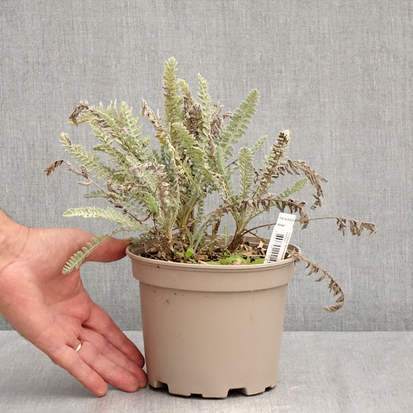Achillea Moonshine 2L/3L pot sample as delivered in summer