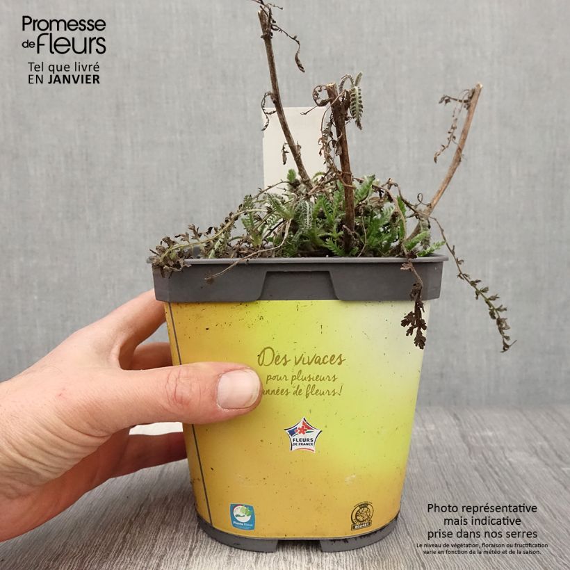 Achillea Moonshine 2L/3L pot sample as delivered in winter