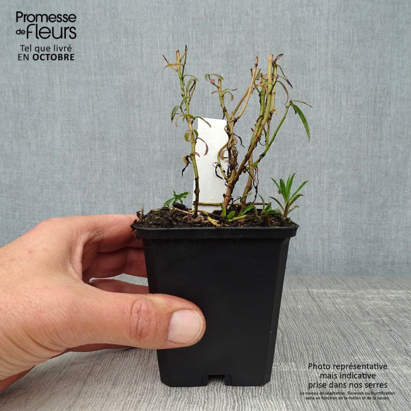 Achillea ptarmica Perrys White 8/9 cm pot sample as delivered in autumn
