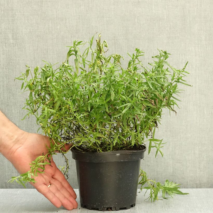 Achillea ptarmica The Pearl 2L/3L pot sample as delivered in autumn
