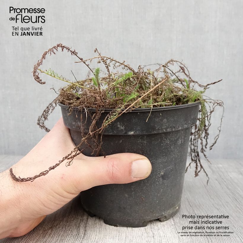 Achillea tomentosa 2L/3L pot sample as delivered in winter