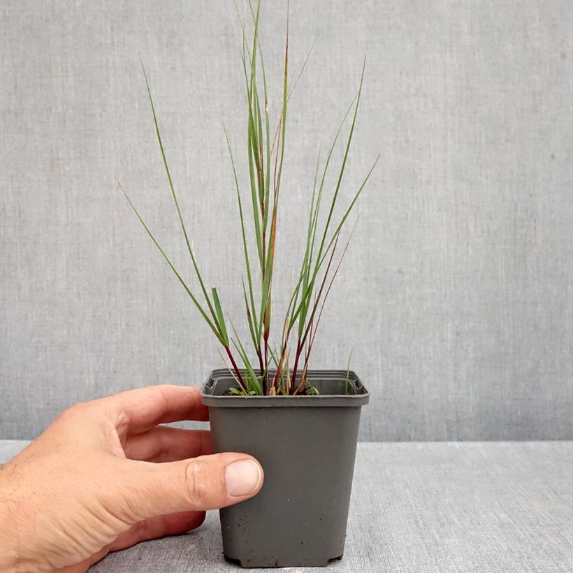 Stipa calamagrostis Allgäu - Silver Feather Grass 8/9 cm pot sample as delivered in autumn