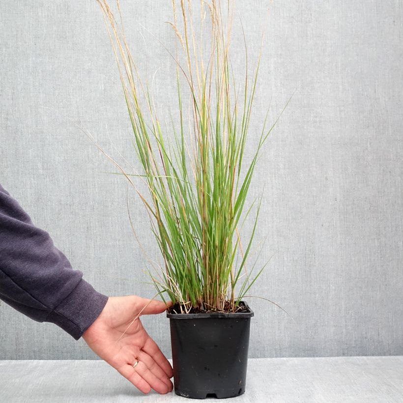 Stipa calamagrostis Allgäu - Silver Feather Grass 1.5L/2L pot sample as delivered in autumn
