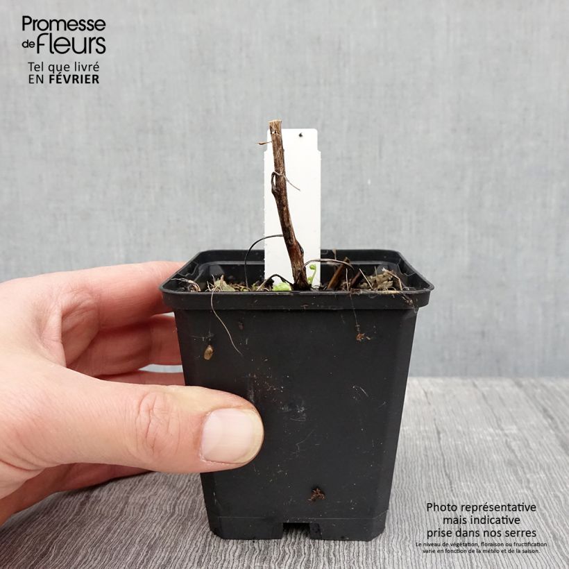 Aconitum napellus Album 8/9 cm pot sample as delivered in winter