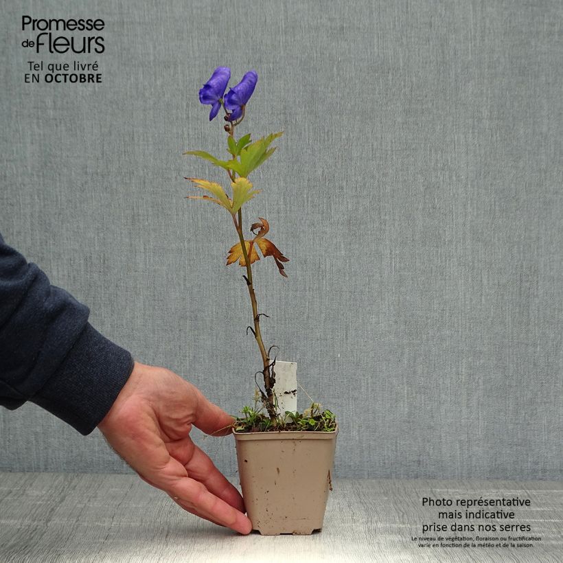 Aconitum carmichaelii Arendsii 8/9 cm pot sample as delivered in autumn