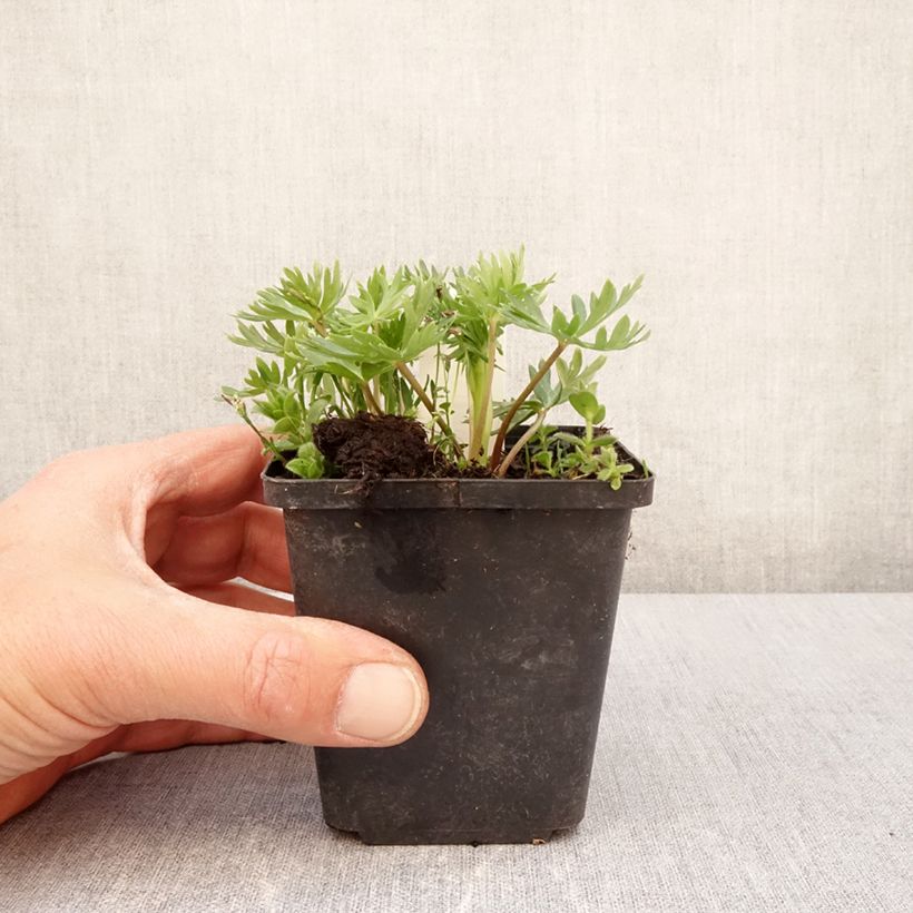 Aconitum napellus subsp. vulgare 8/9 cm pot sample as delivered in spring