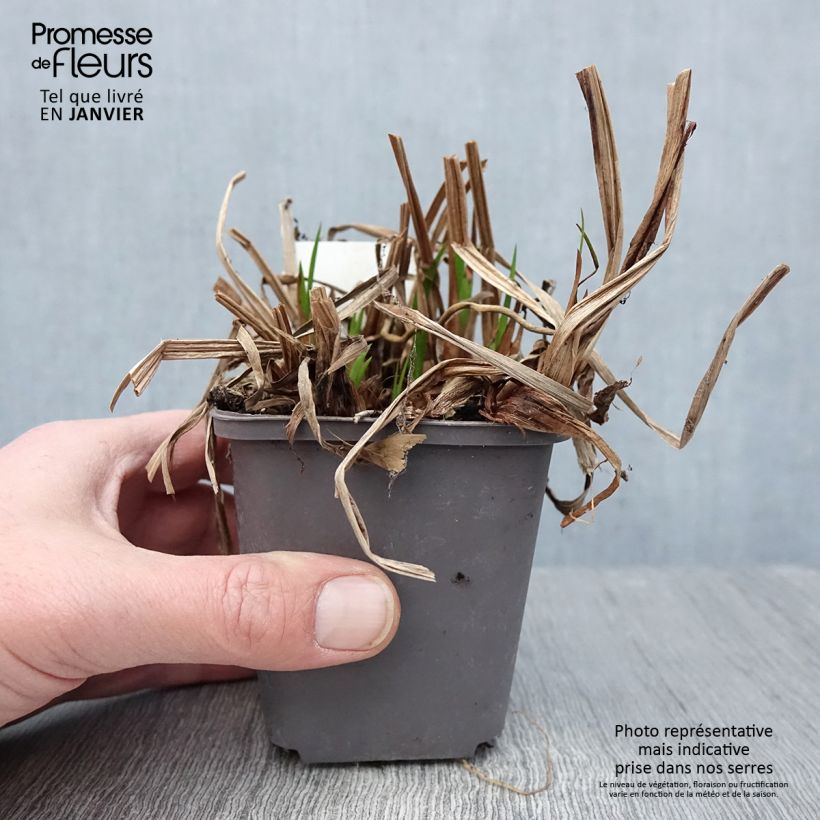 Acorus calamus 8/9 cm pot sample as delivered in winter