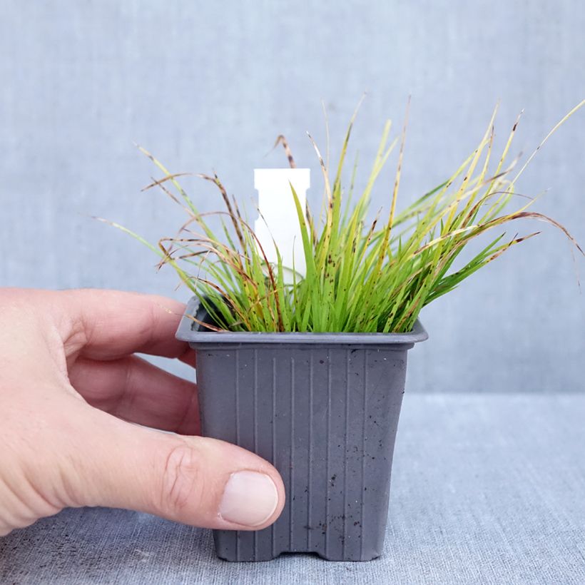 Acorus gramineus Hakuro-nishiki 8/9 cm pot sample as delivered in autumn