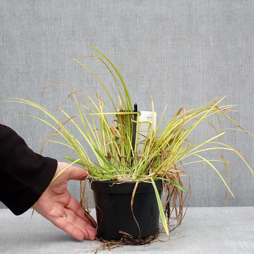 Acorus gramineus Licorice 1.5L/2L pot sample as delivered in winter