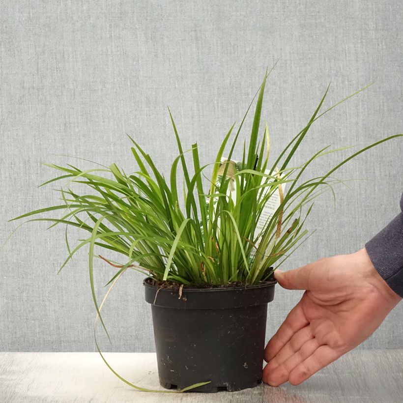 Acorus gramineus Licorice 1.5L/2L pot sample as delivered in spring