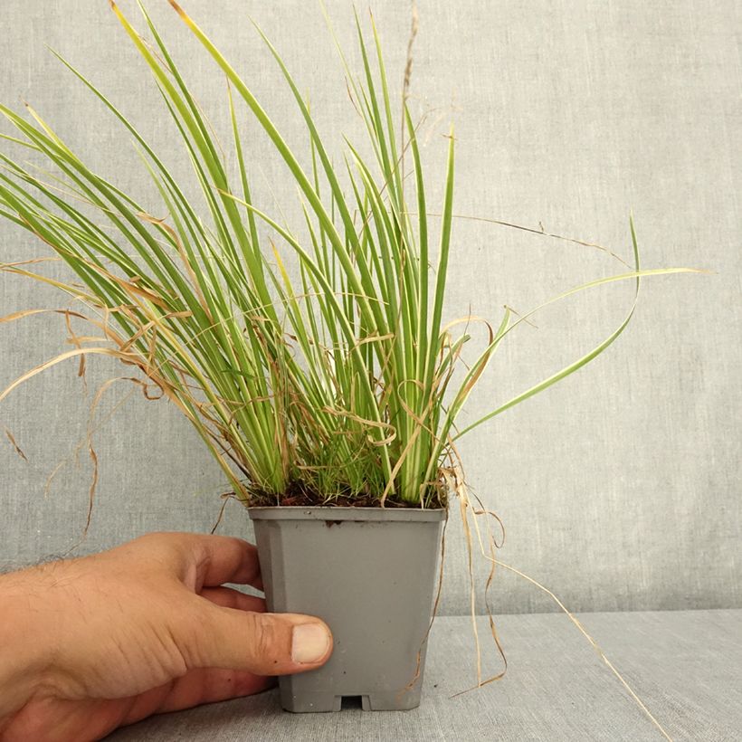 Acorus gramineus Variegatus 8/9 cm pot sample as delivered in summer