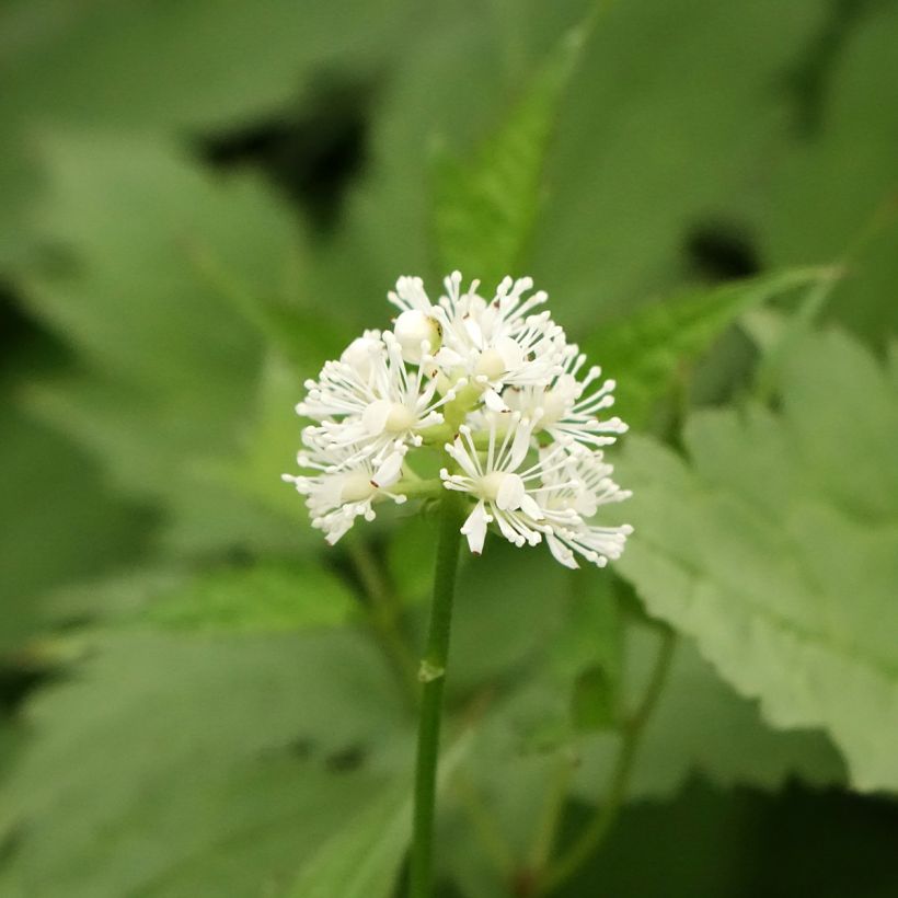 Actaea pachypoda Misty Blue (Flowering)