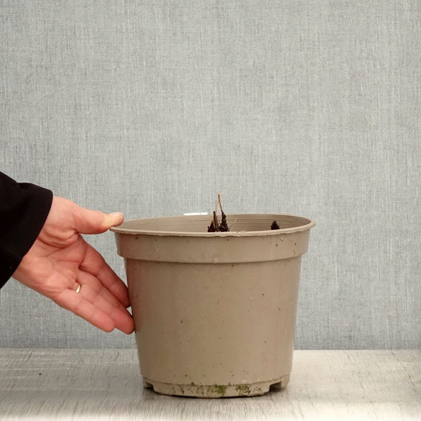 Actaea pachypoda Misty Blue 3L/4L pot sample as delivered in spring