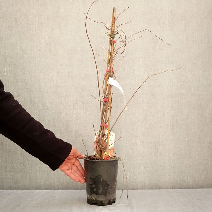 Actinidia kolomikta Red Beauty 2L/3L pot sample as delivered in autumn