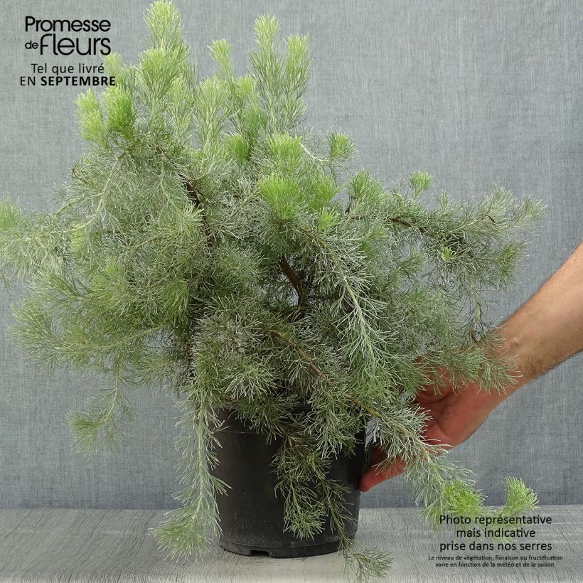 Adenanthos sericeus 2L/3L pot sample as delivered in autumn