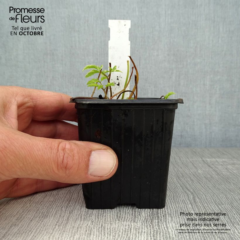 Aegopodium podagraria Variegata 7/8 cm pot sample as delivered in autumn
